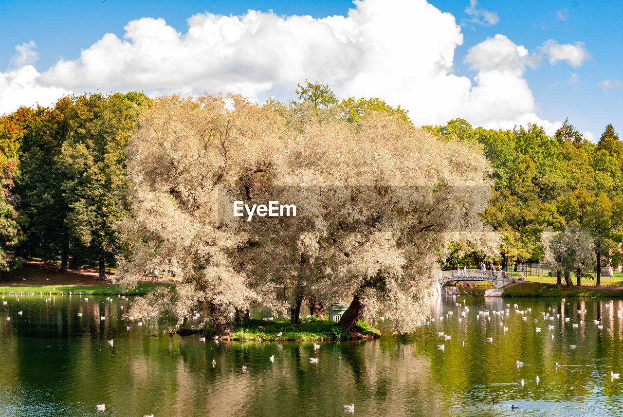 Trees by lake against sky