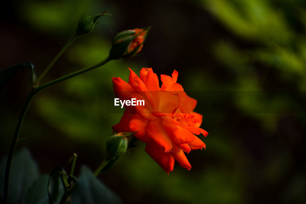 CLOSE-UP OF RED FLOWER