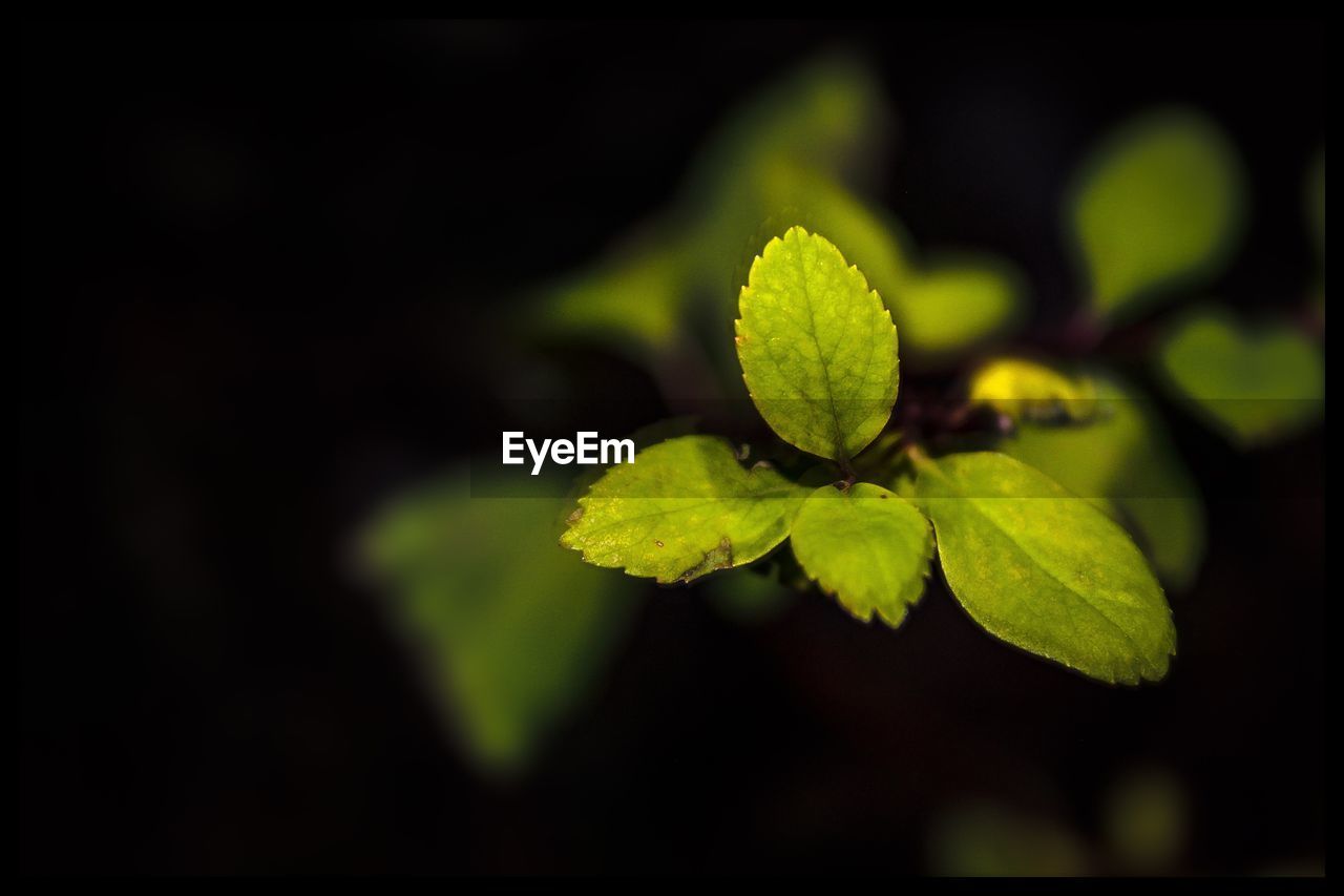 CLOSE-UP OF PLANT LEAVES