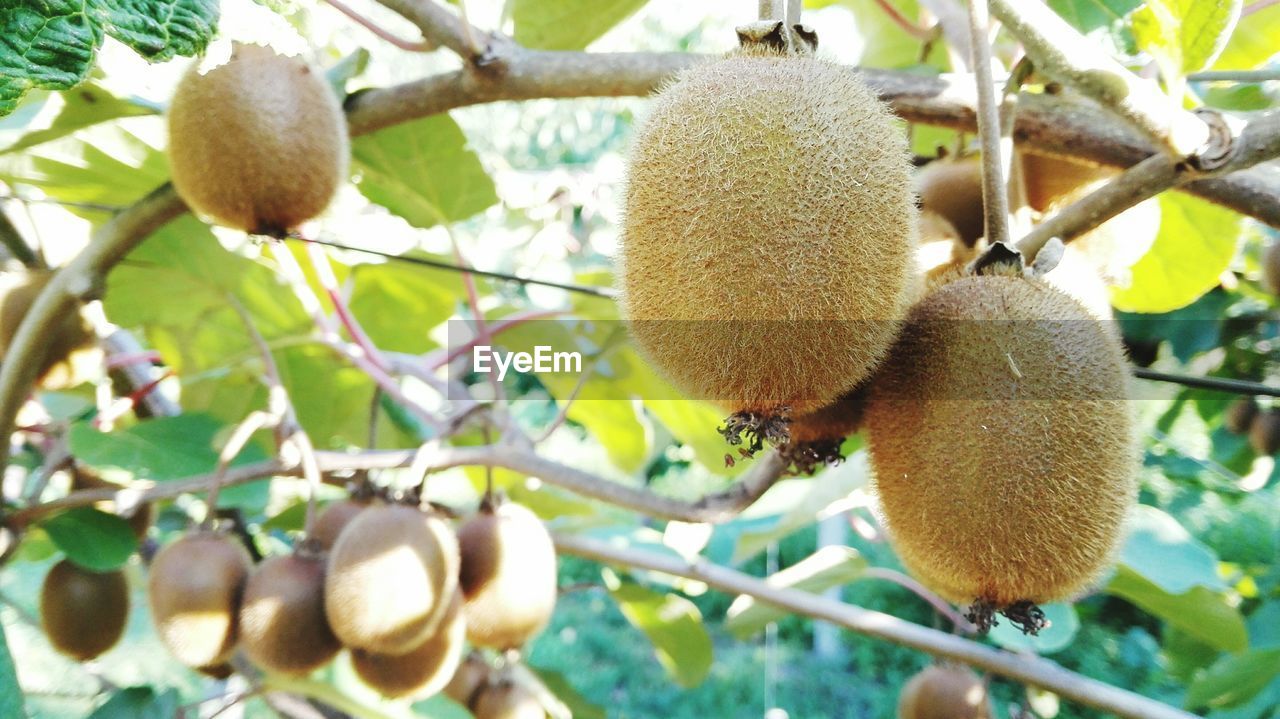 LOW ANGLE VIEW OF FRUIT TREE