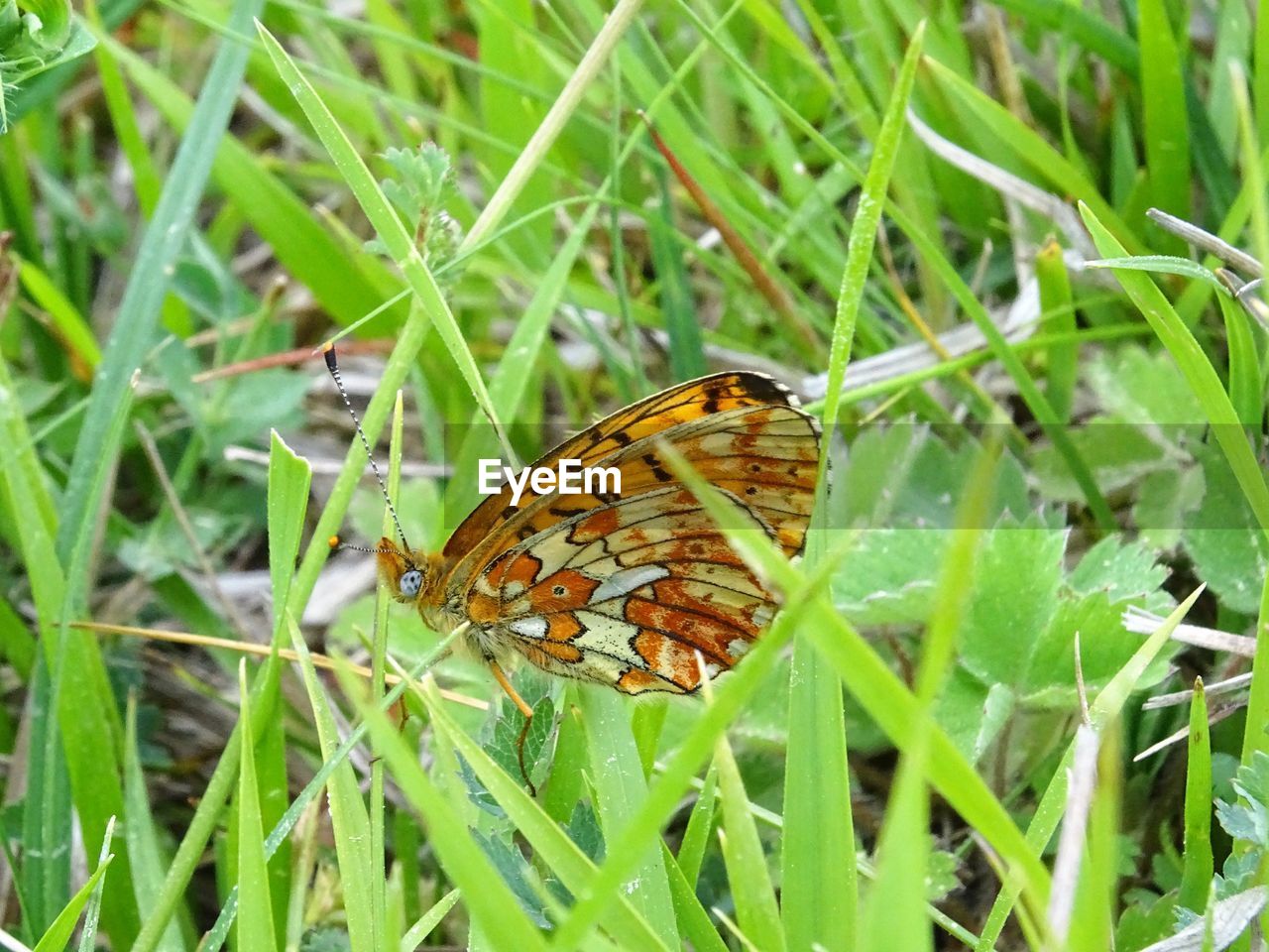 BUTTERFLY POLLINATING ON LEAF