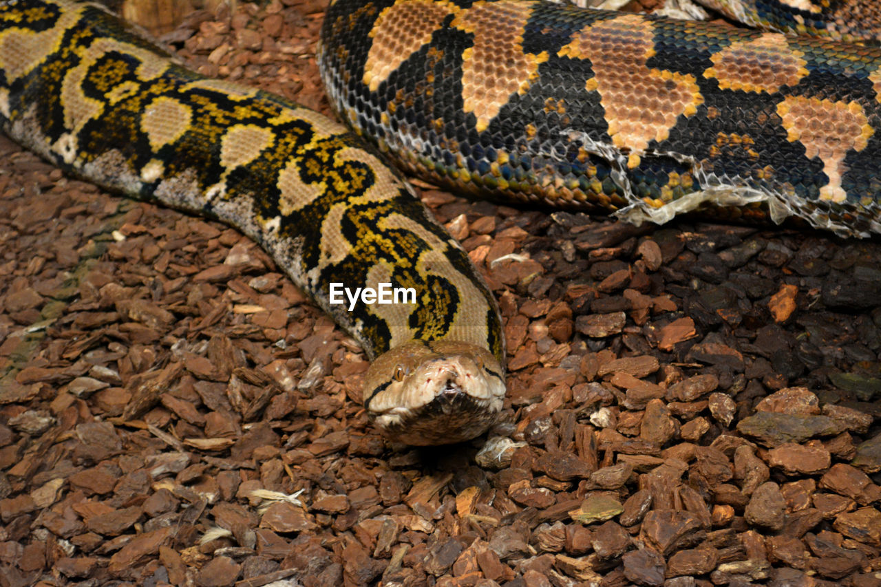 Close-up of burmese python on dry grass 