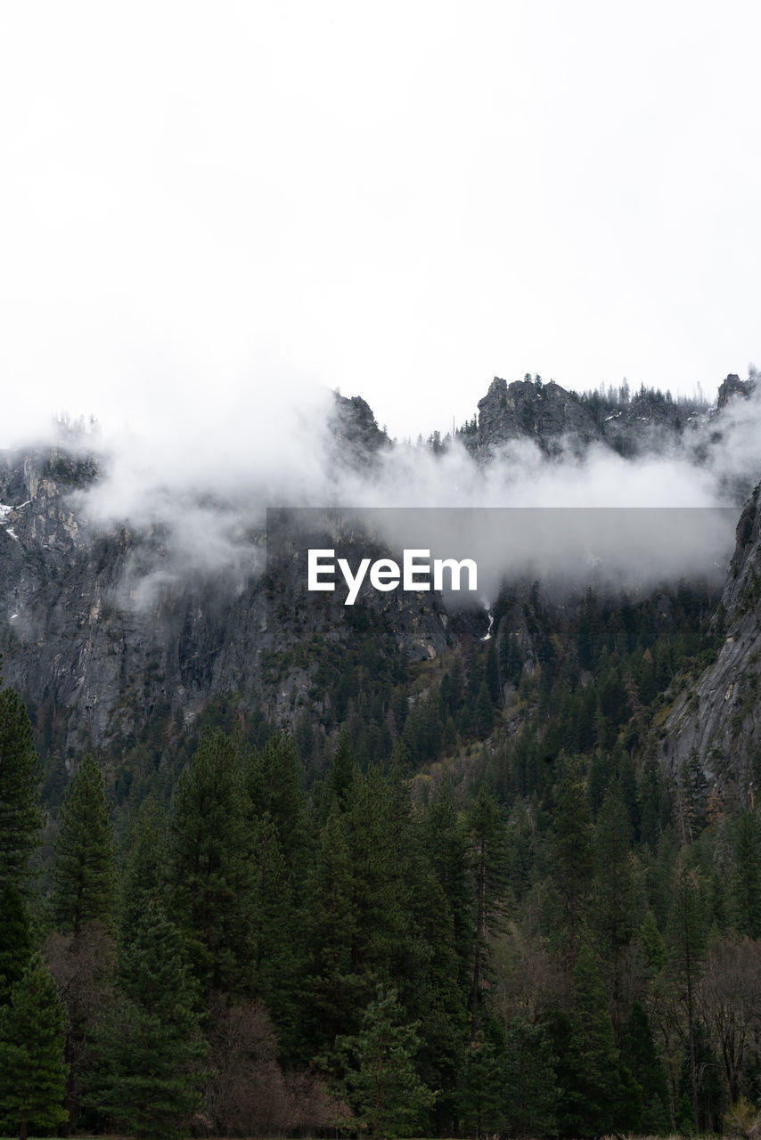 tree, environment, plant, fog, forest, mountain, landscape, land, scenics - nature, sky, wilderness, pinaceae, coniferous tree, pine tree, beauty in nature, nature, pine woodland, travel, cloud, no people, travel destinations, tourism, non-urban scene, mountain range, ridge, outdoors, cold temperature, social issues, woodland, plateau, tranquility, overcast, winter, tranquil scene, water, vacation, trip, mountain peak, mist, day, activity