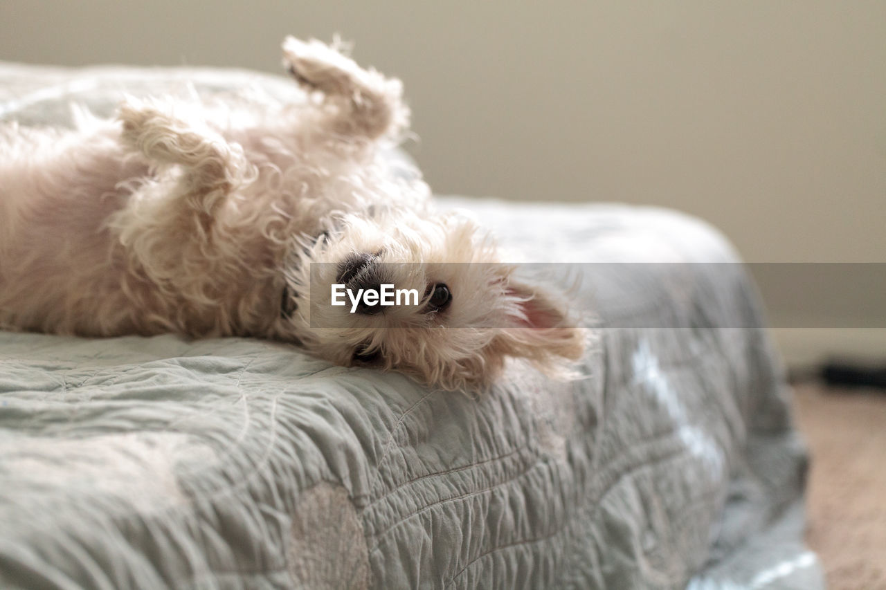 Napping white west highland terrier dog lays on a bed with blue sheet.