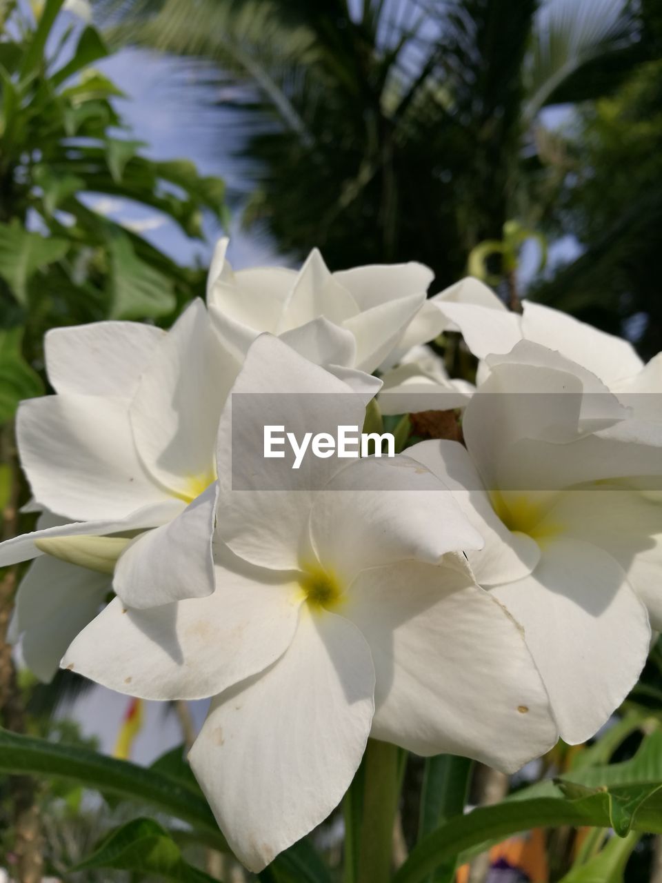 CLOSE-UP OF WHITE FLOWER BLOOMING OUTDOORS
