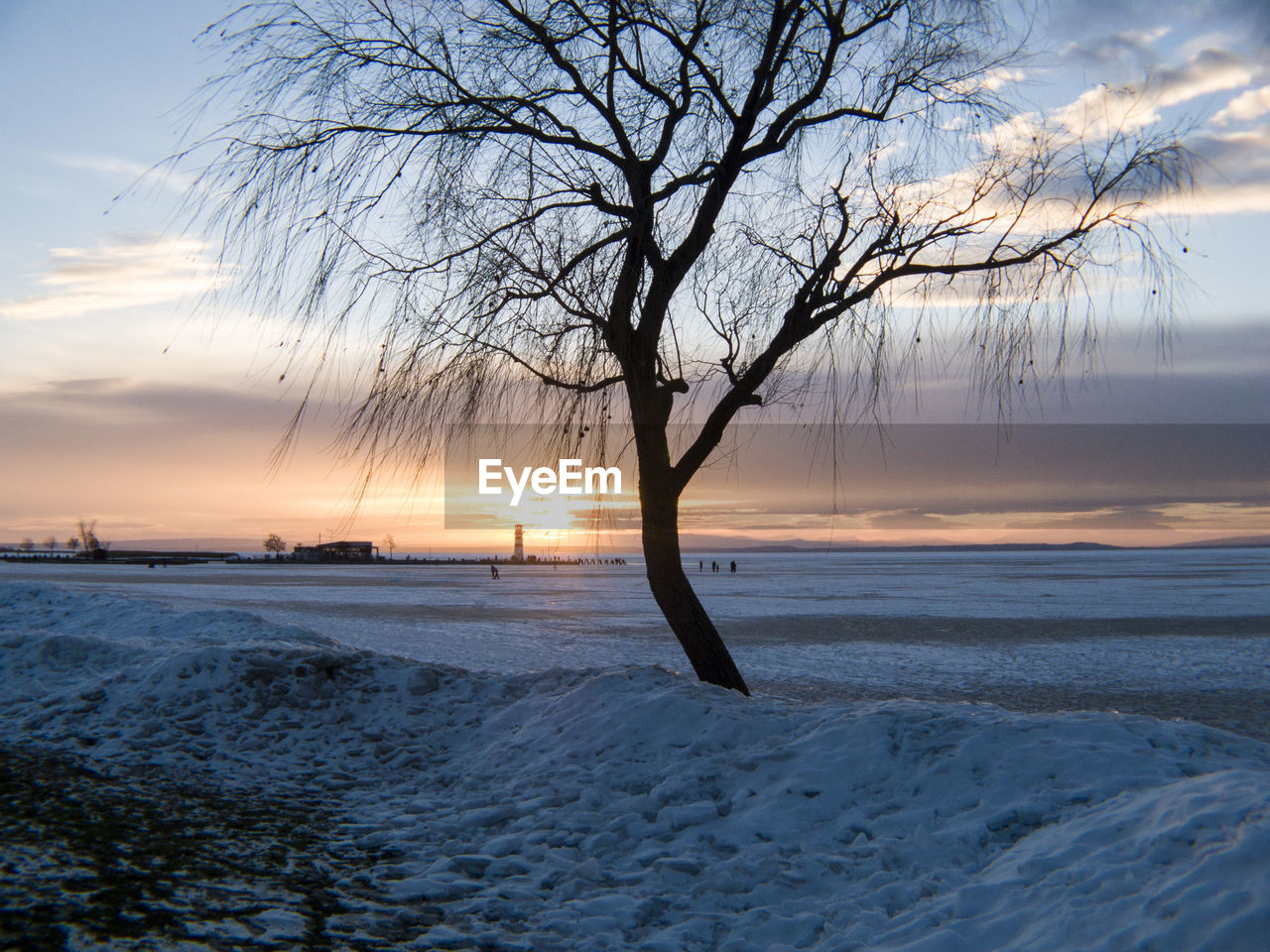 Bare trees on snow covered landscape