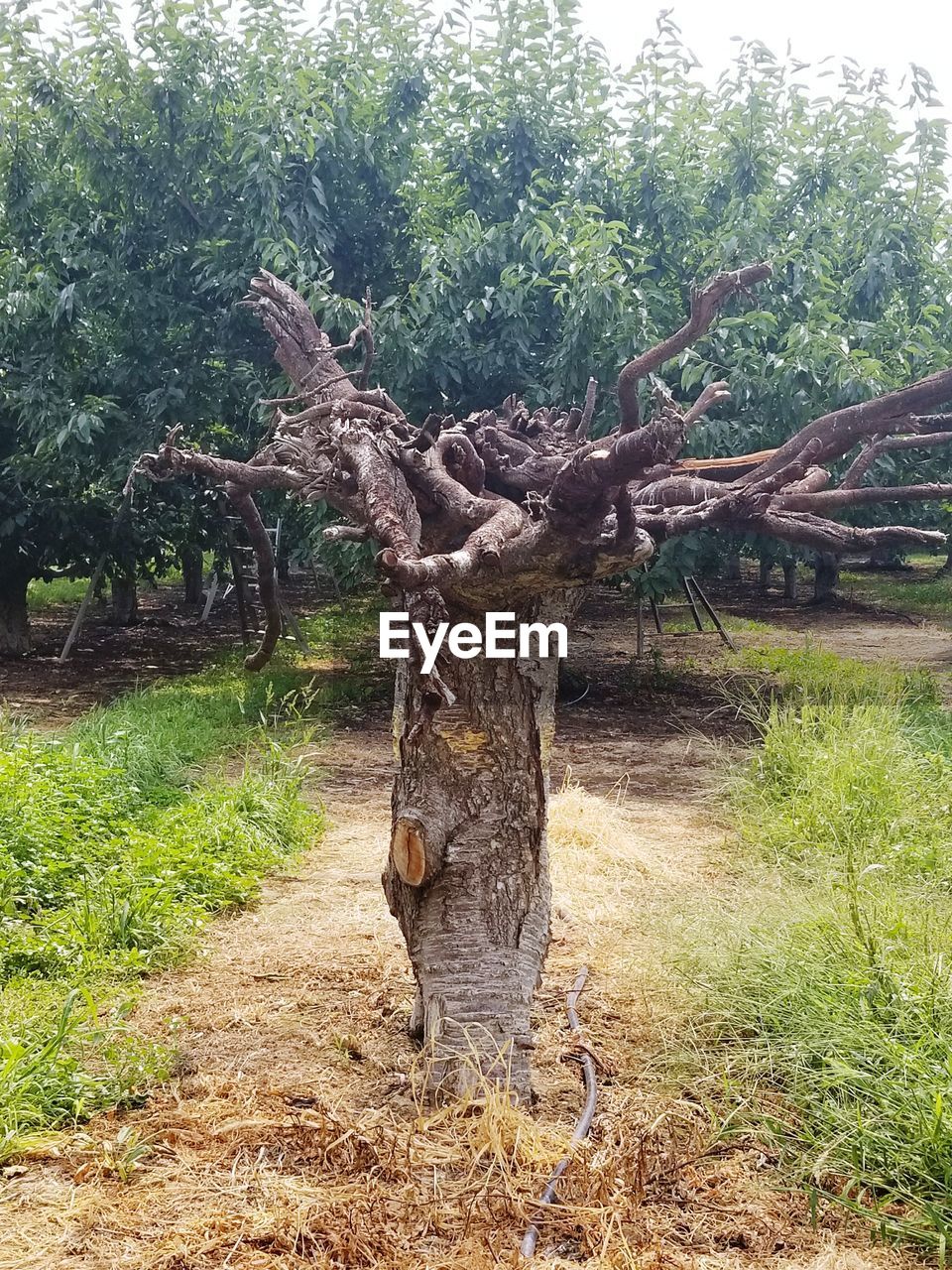 TREE TRUNK ON FIELD