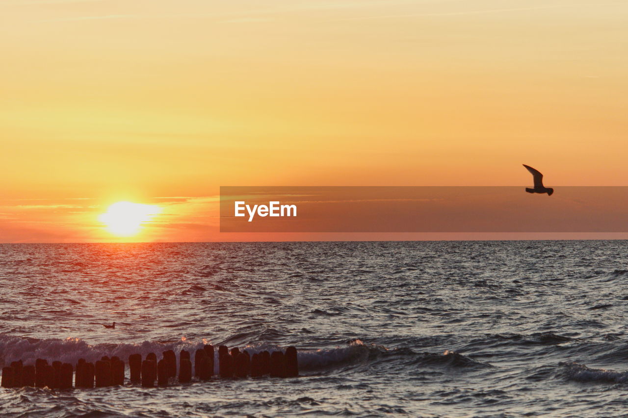 SEAGULLS FLYING OVER SEA DURING SUNSET