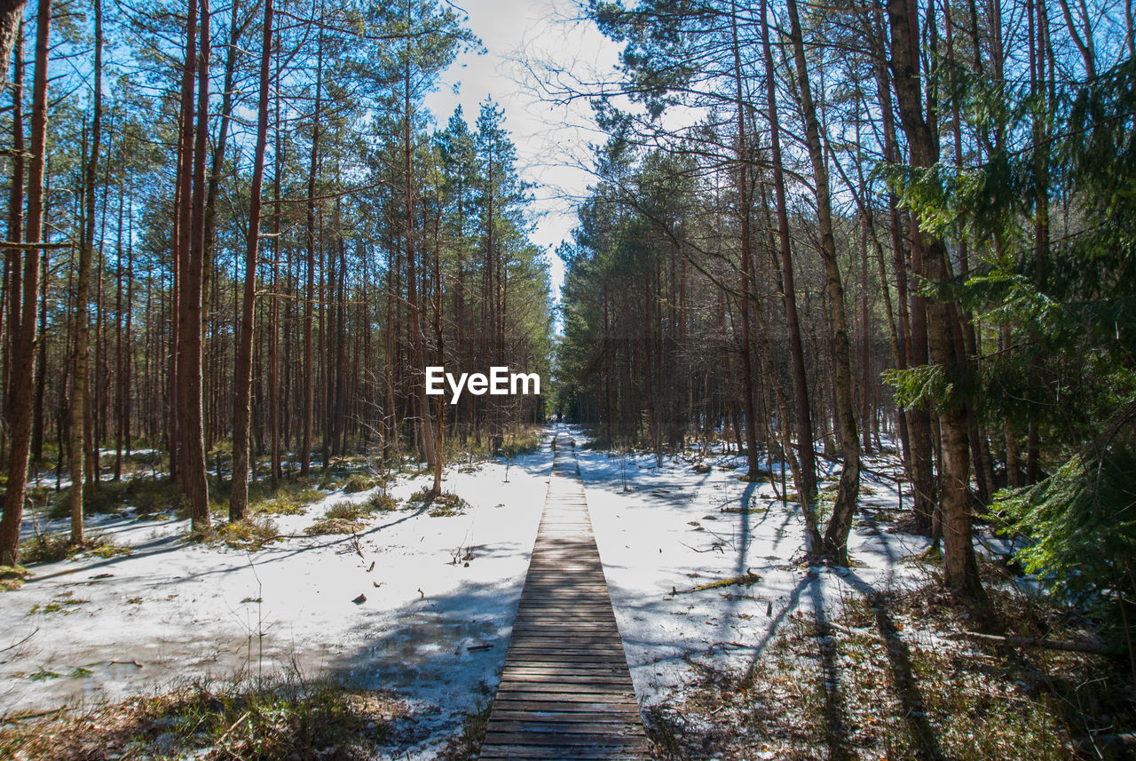 WALKWAY AMIDST TREES IN FOREST