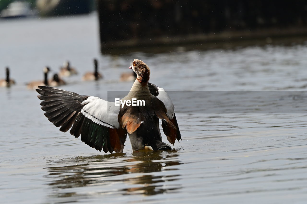 animal, animal themes, bird, animal wildlife, wildlife, water, duck, flying, spread wings, water bird, lake, ducks, geese and swans, one animal, nature, goose, no people, day, outdoors, motion, waterfront