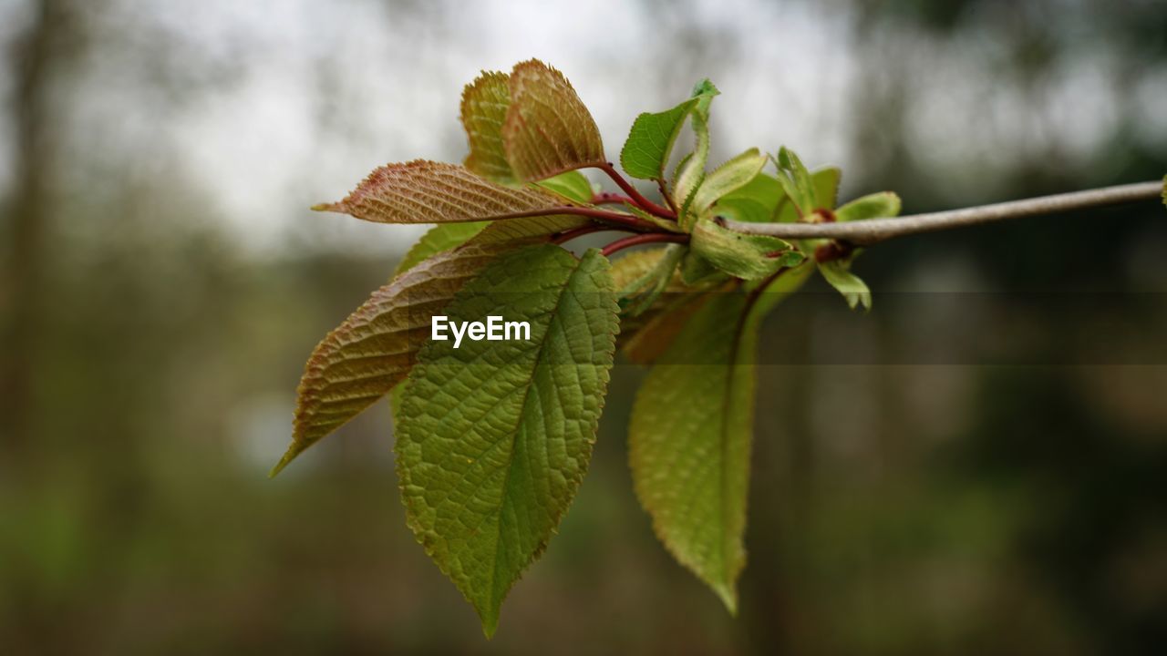 CLOSE-UP OF GREEN LEAVES