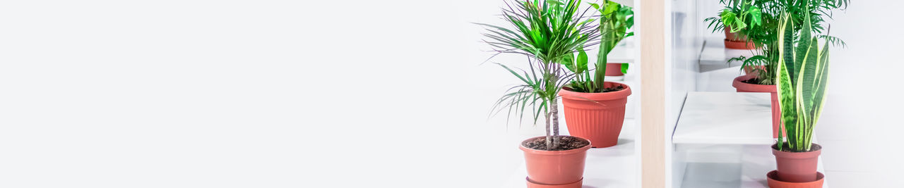 POTTED PLANT AGAINST WHITE BACKGROUND