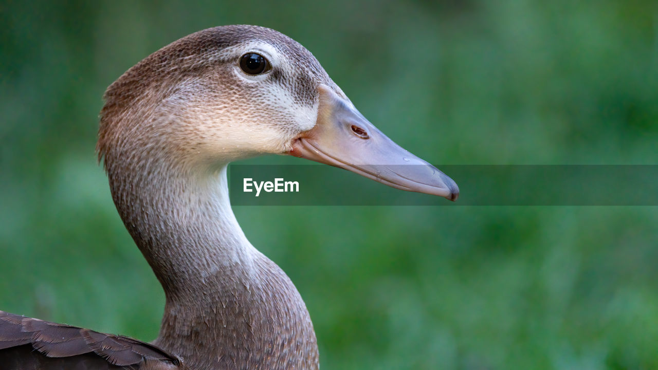 Close-up of a bird looking away