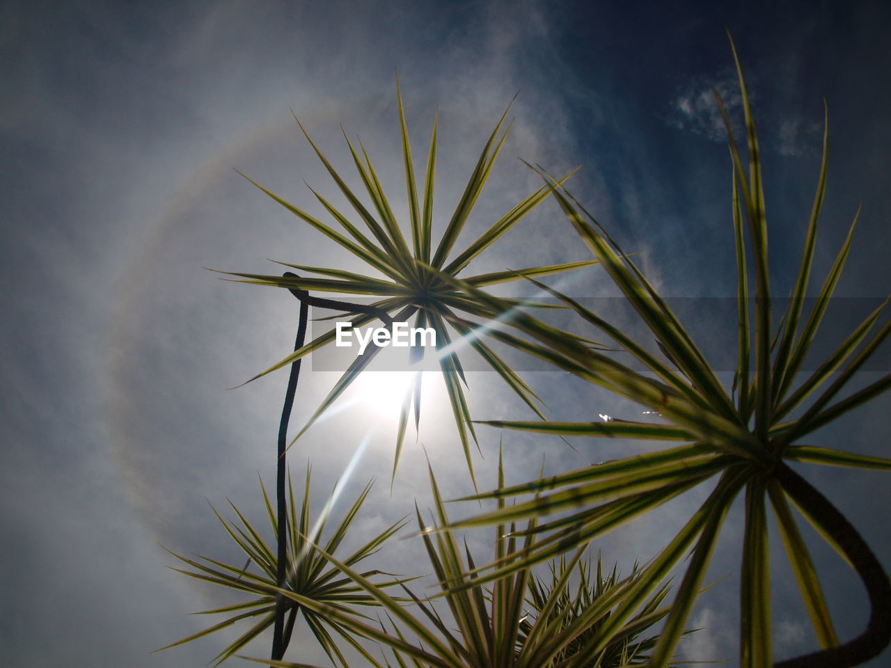 CLOSE-UP OF PALM PLANT AGAINST SKY