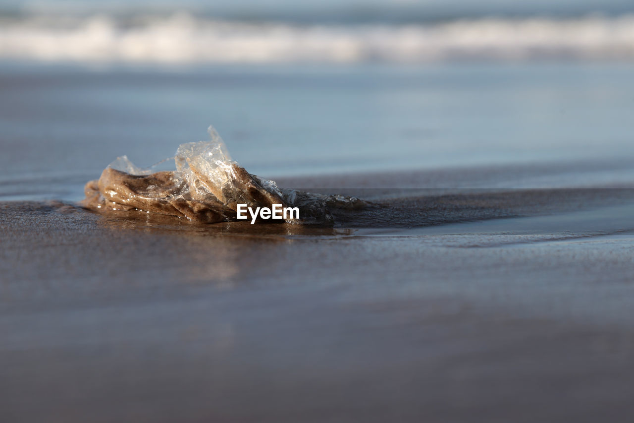 CLOSE-UP OF CRAB ON SHORE