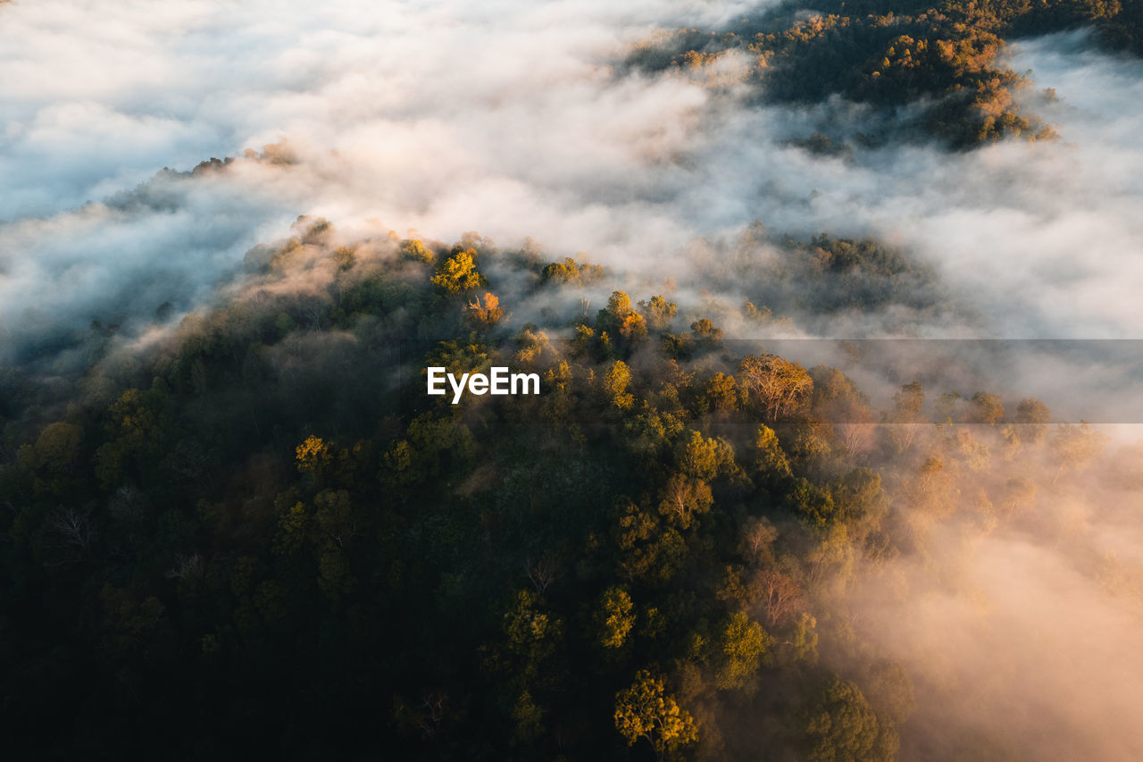 low angle view of trees on mountain