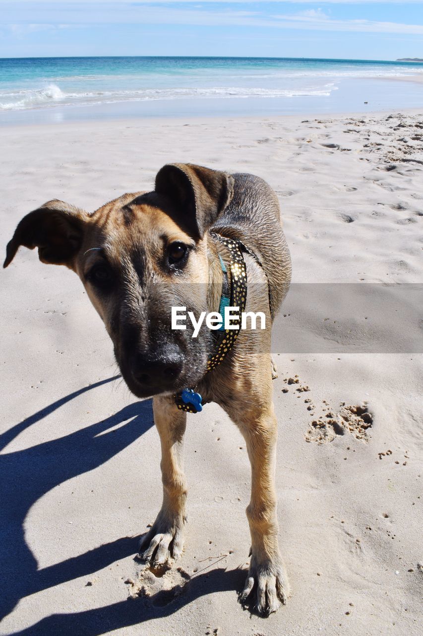 DOG STANDING ON BEACH