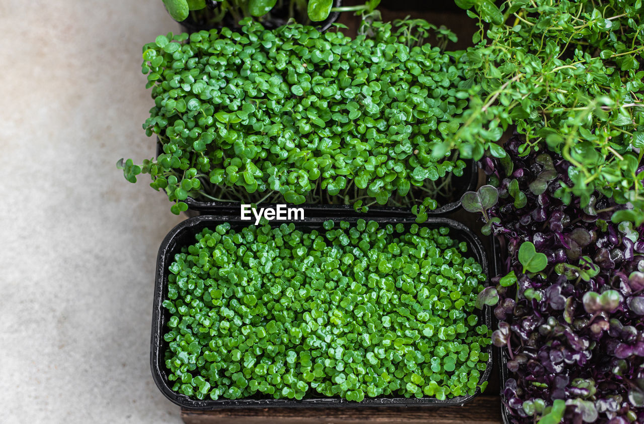 Different types of micro greens in containers. seed germination at home. 