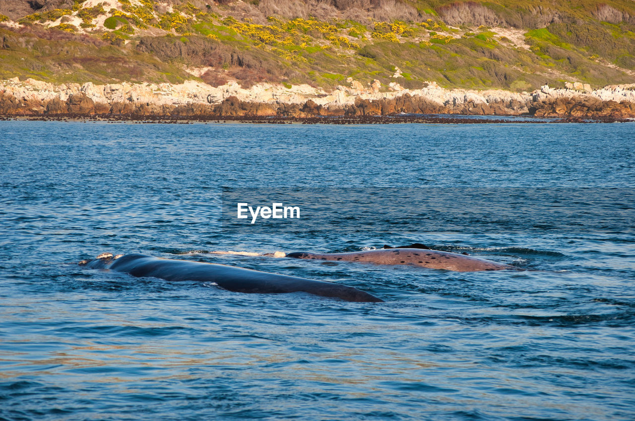 Southern right whale