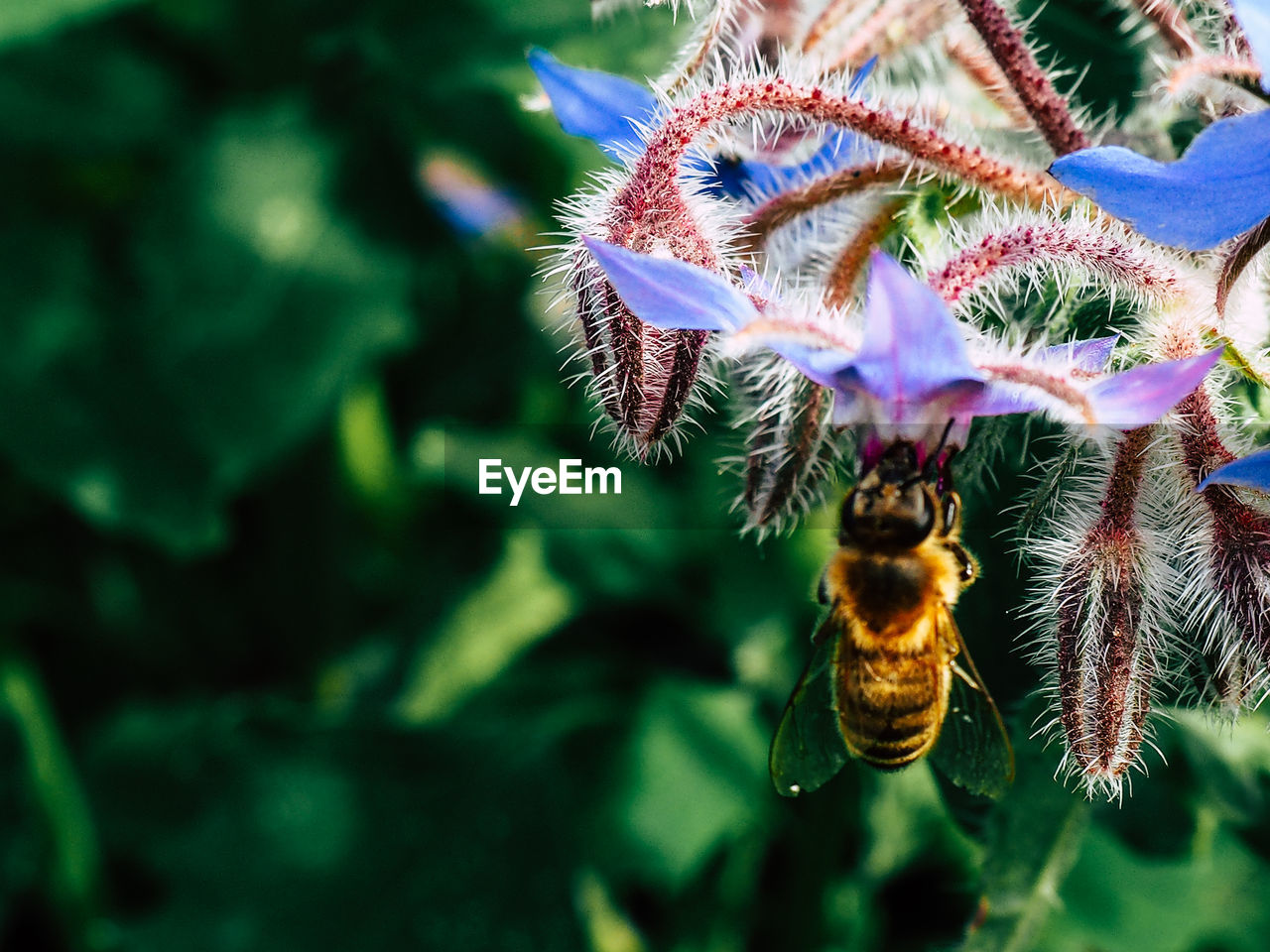 Close-up of bee on flower