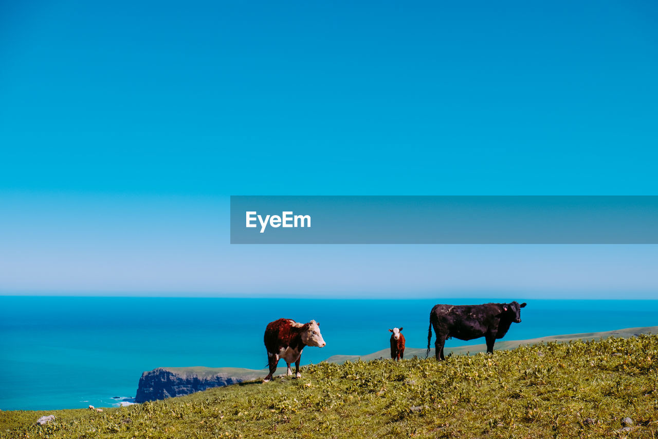 Panoramic view of cows on field  against sky. near sea shore