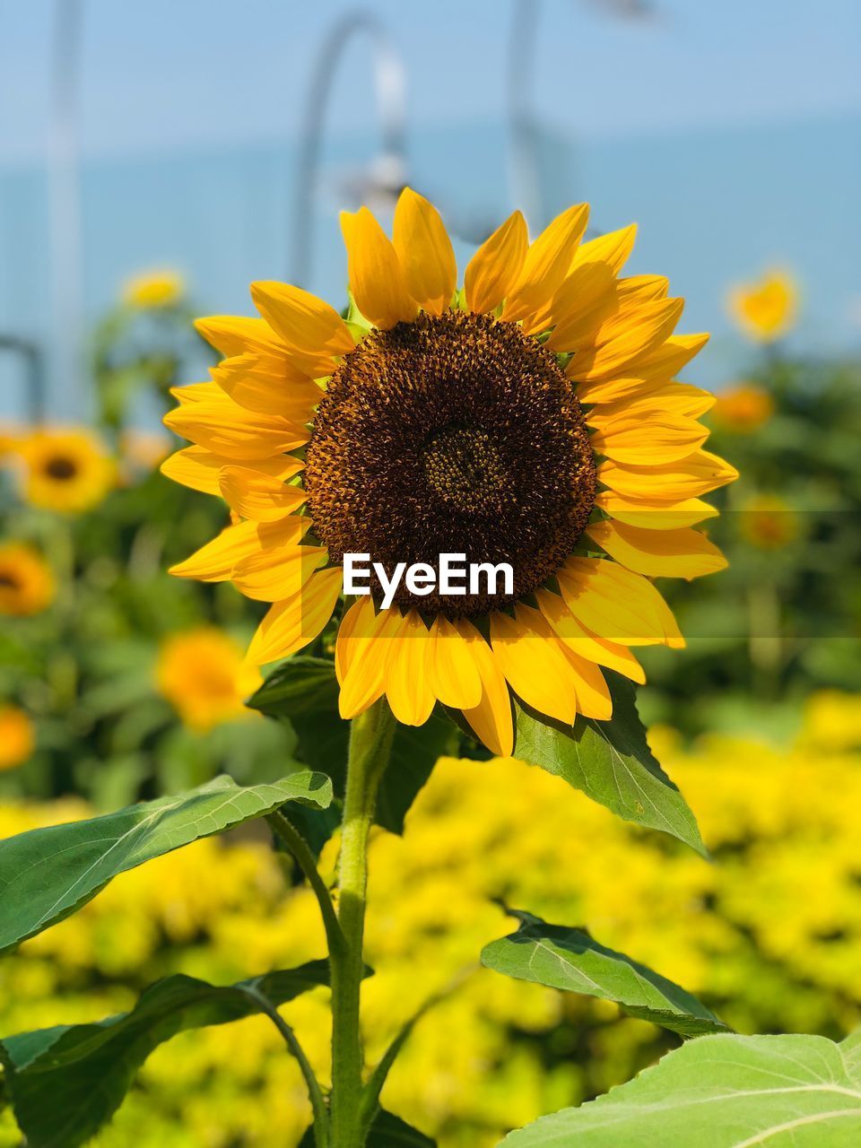 Close-up of yellow sunflower