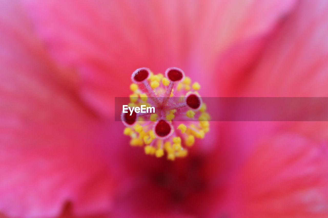 Macro shot of pink flower head