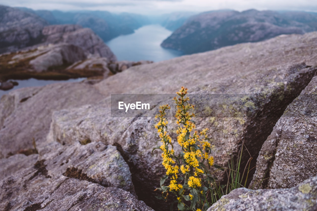 Yellow flowers amidst rocks with fjords view