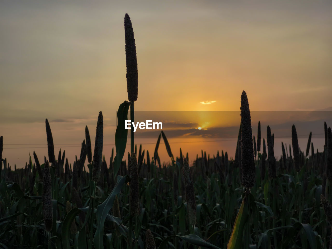sunset, sky, plant, horizon, nature, land, landscape, beauty in nature, growth, field, cloud, scenics - nature, tranquility, evening, dawn, tranquil scene, environment, sun, sunlight, no people, rural scene, dramatic sky, agriculture, crop, outdoors, twilight, idyllic, non-urban scene, orange color, water, silhouette, corn, urban skyline