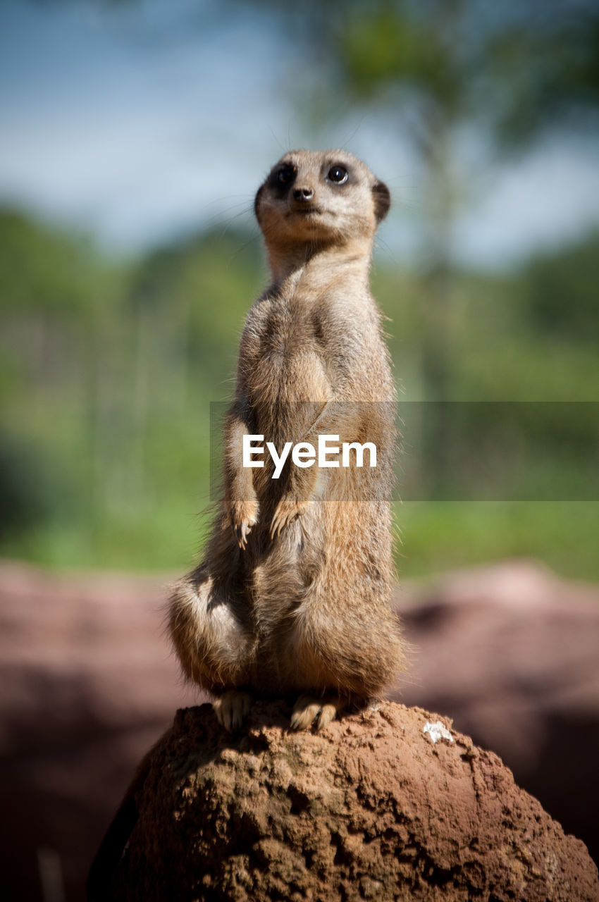 Meerkat relaxing on rock