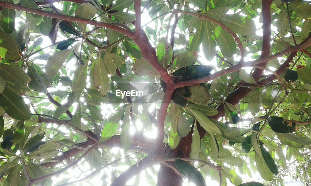 CLOSE-UP LOW ANGLE VIEW OF TREE