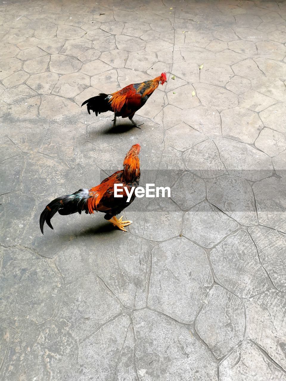Roosters in the temple