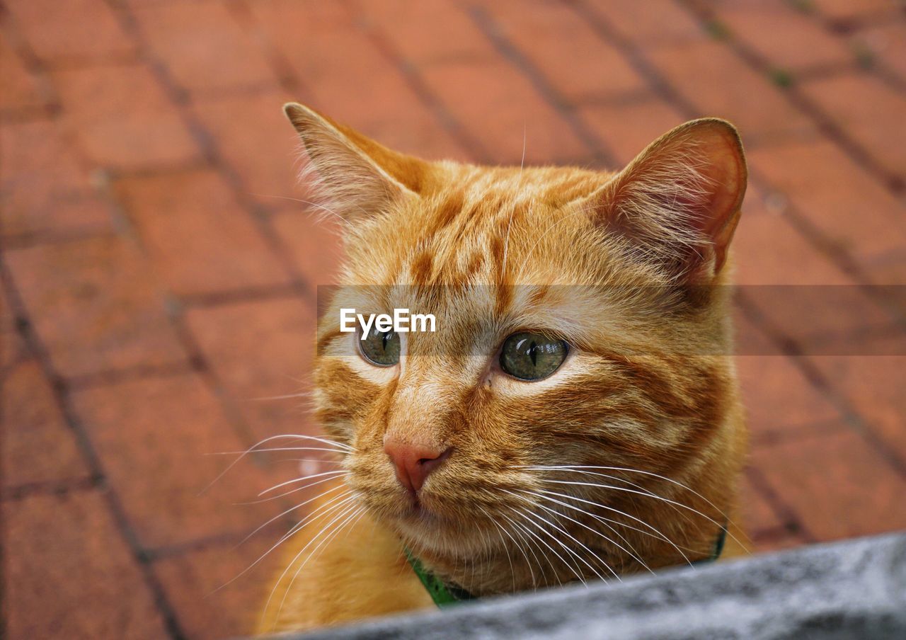 Close-up portrait of ginger cat