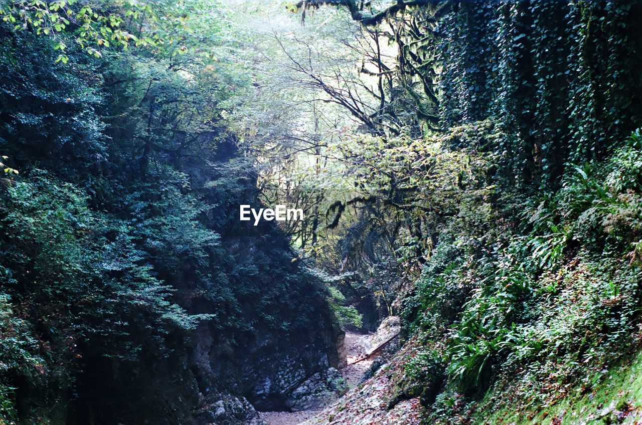 PLANTS GROWING ON ROCK