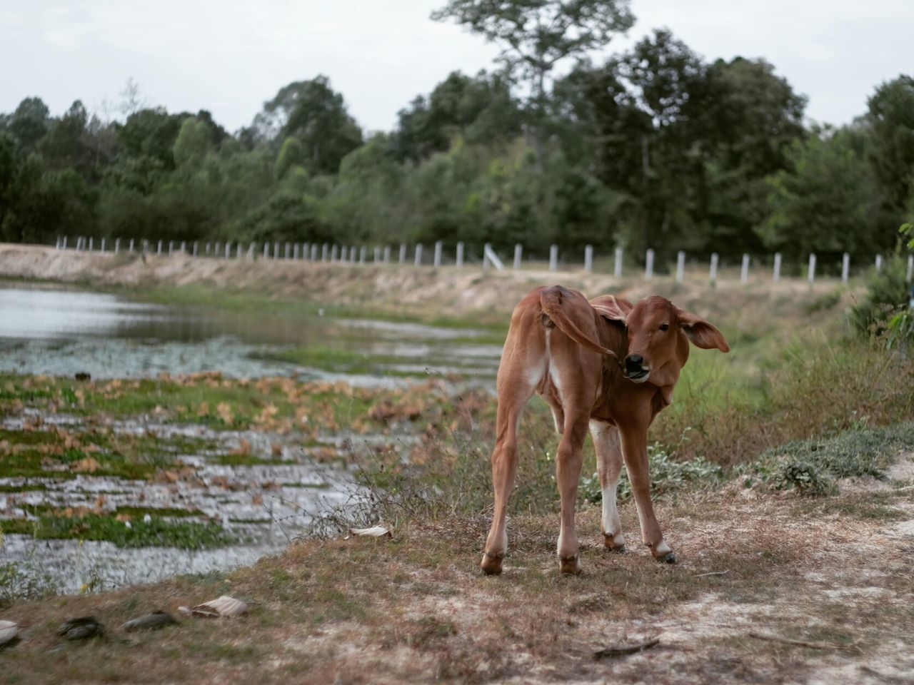 Cow by the water