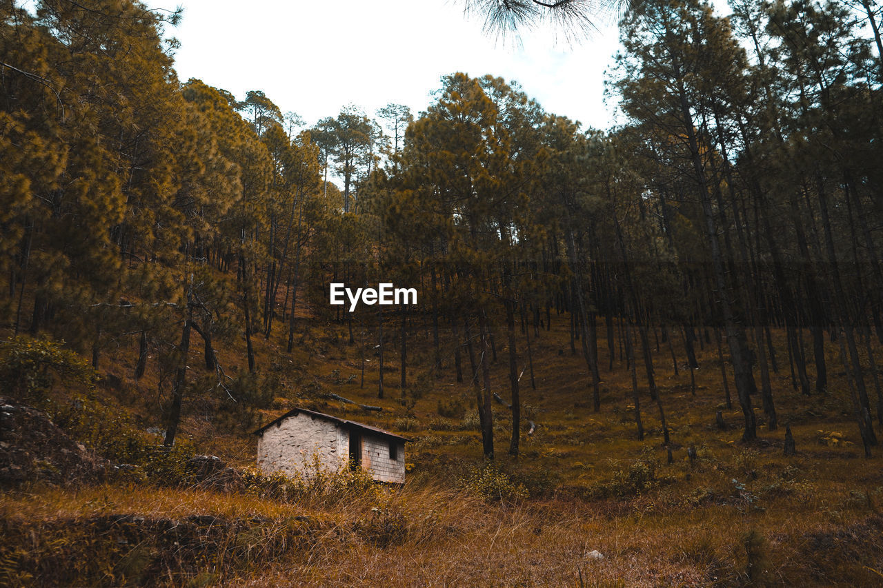 Old abandoned house in the woods