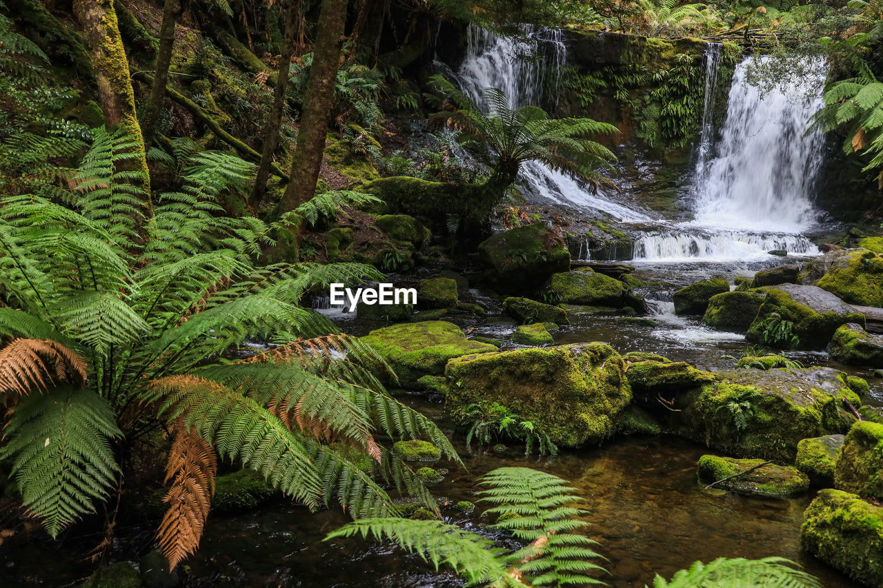 Scenic view of waterfall in forest