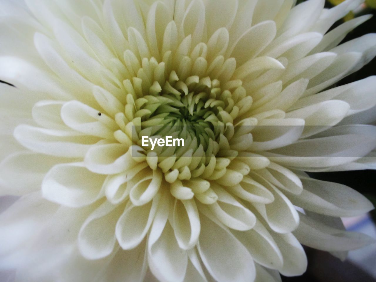 CLOSE-UP VIEW OF DAHLIA