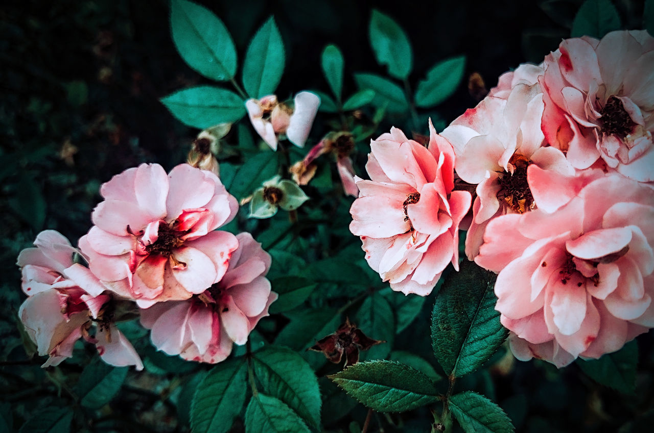 Close-up of pink flowers blooming outdoors