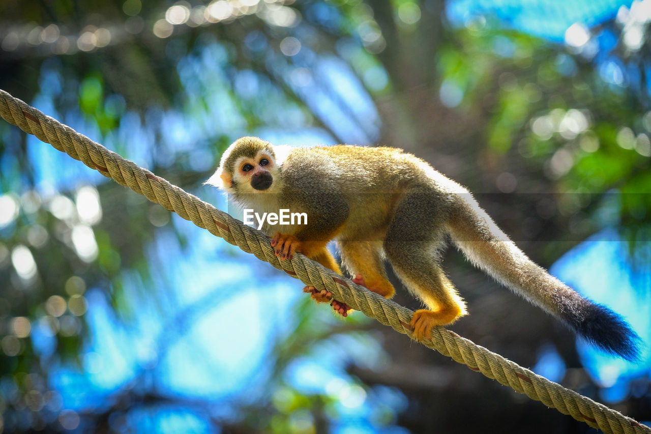 LOW ANGLE VIEW OF A MONKEY ON TREE