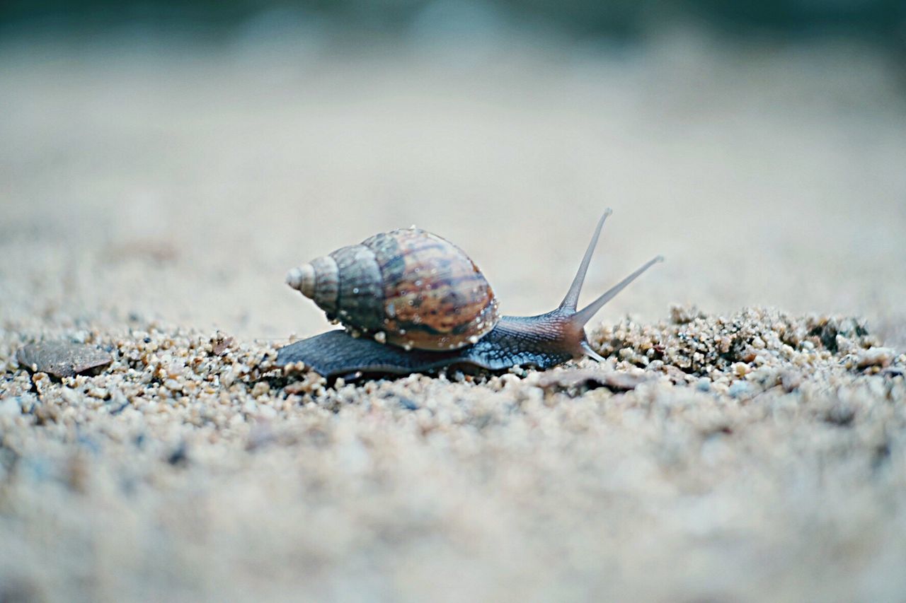 Close-up of snail