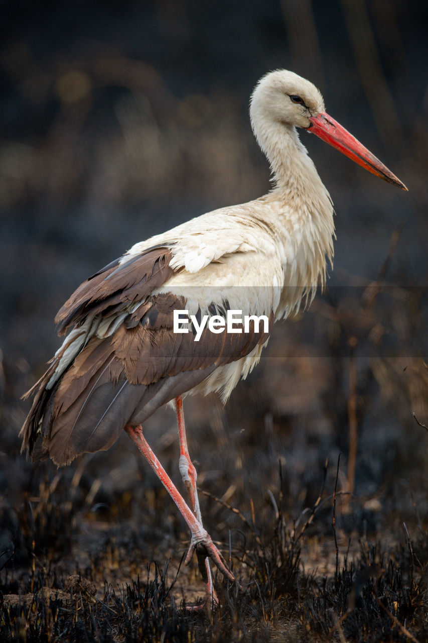 White stork crosses burnt grass lifting foot