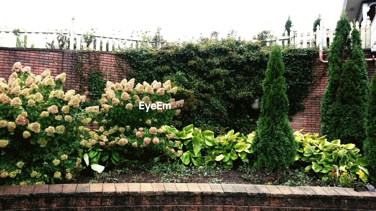 PLANT GROWING ON A TREE