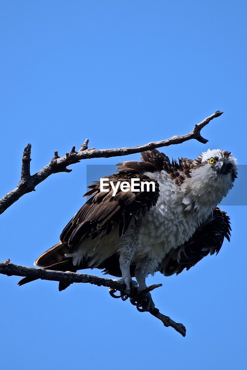 Low angle view of eagle perching on branch against clear blue sky