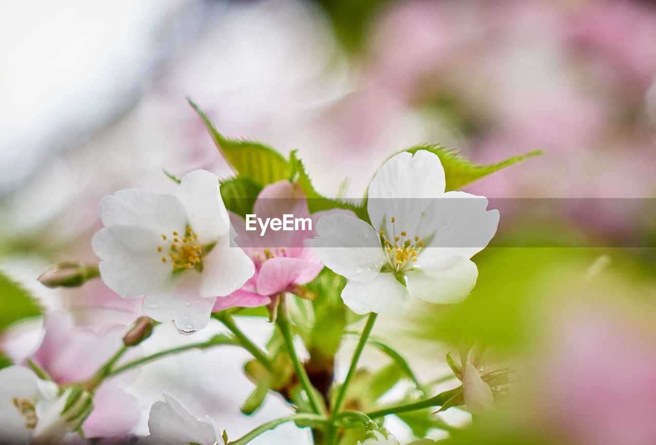 CLOSE-UP OF PINK FLOWERS ON TREE