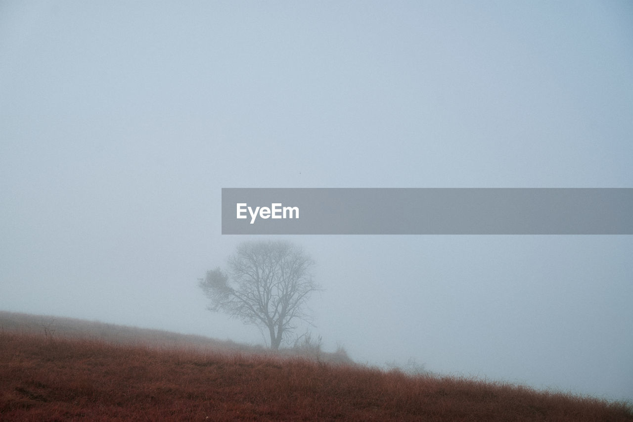 TREES ON FIELD AGAINST SKY