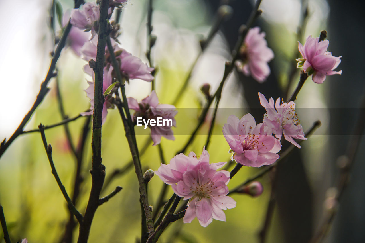 CLOSE-UP OF PURPLE FLOWERING PLANT