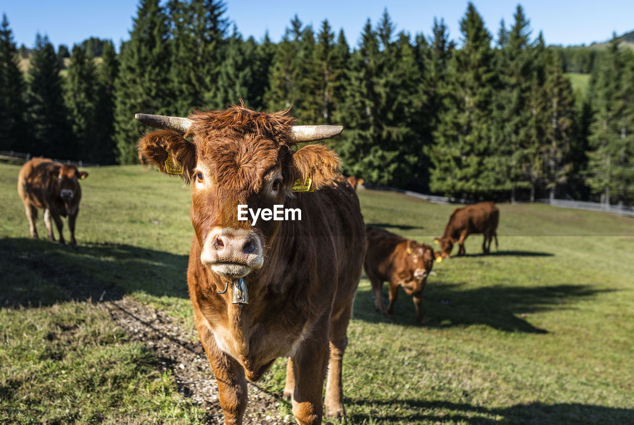 PORTRAIT OF COW GRAZING IN FIELD