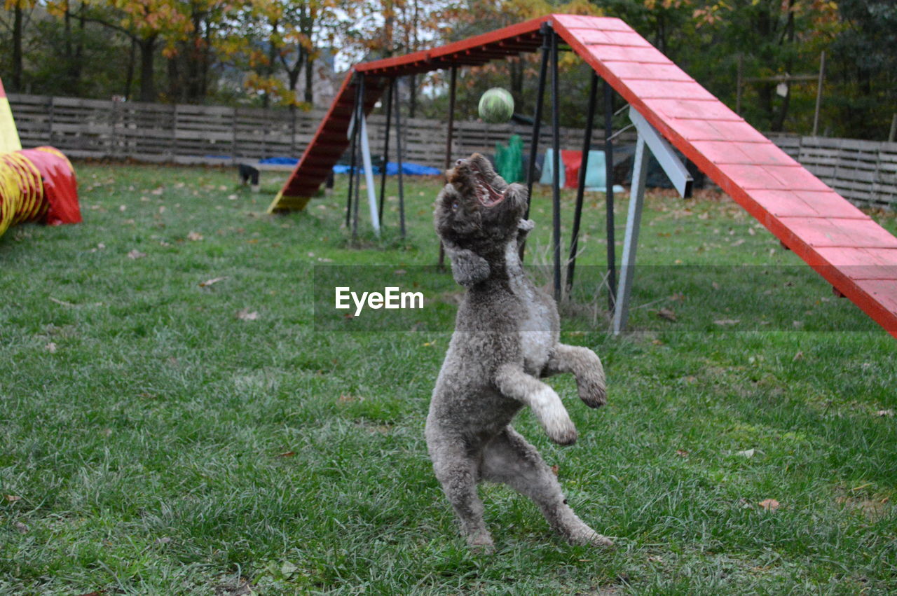 PORTRAIT OF A DOG ON FIELD IN YARD