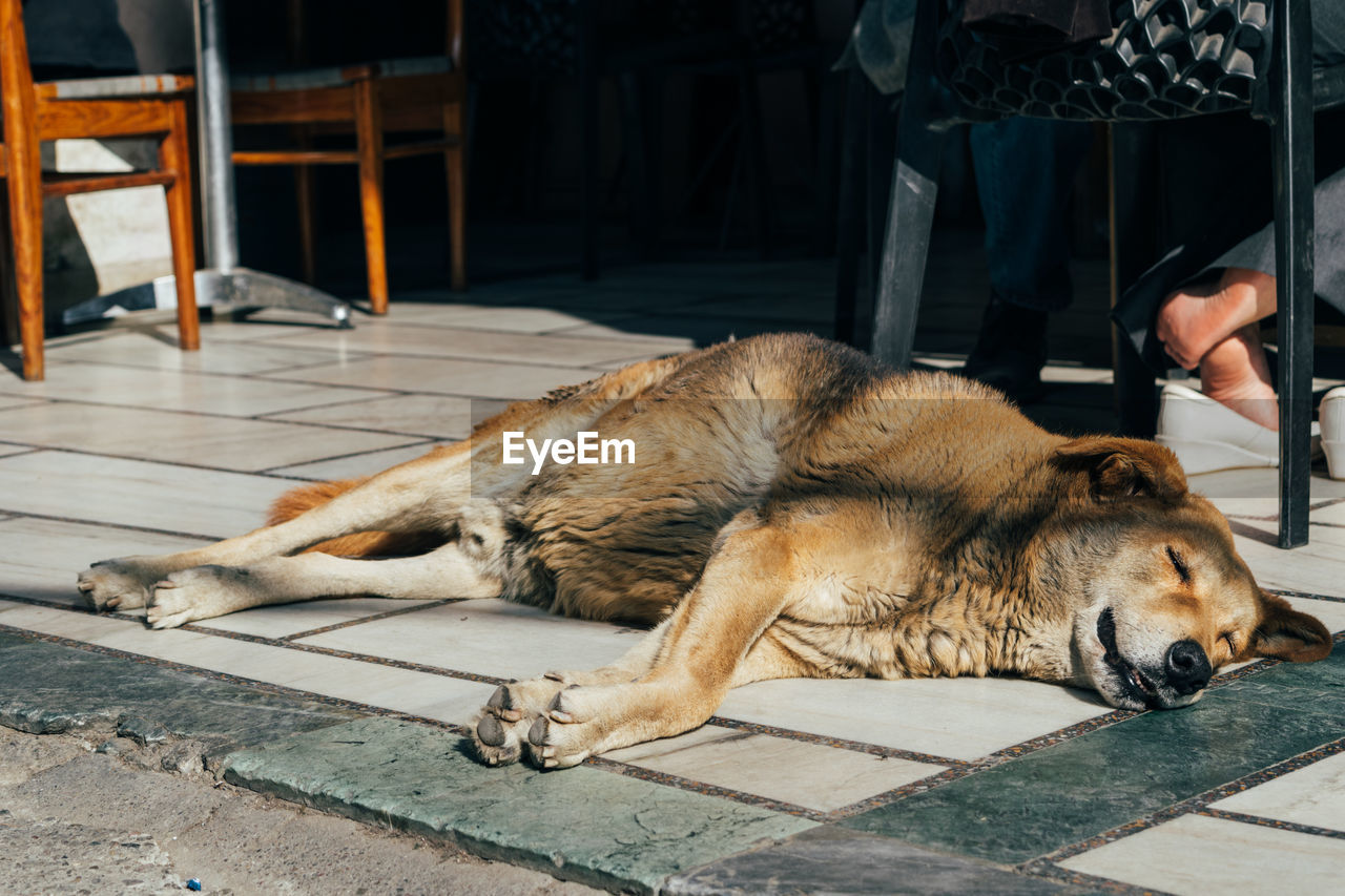 Dog sleeping on floor